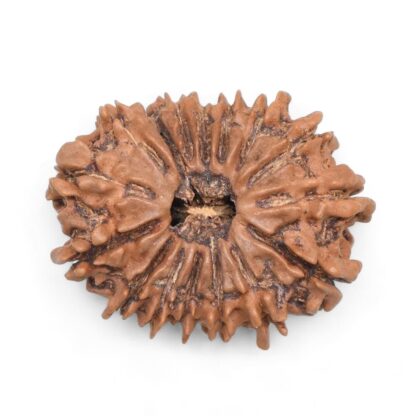 16-Mukhi-Rudraksha-Nepal-2