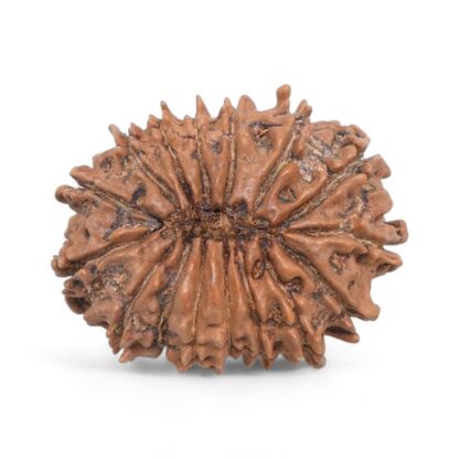 16-Mukhi-Rudraksha-Nepal-2-Back