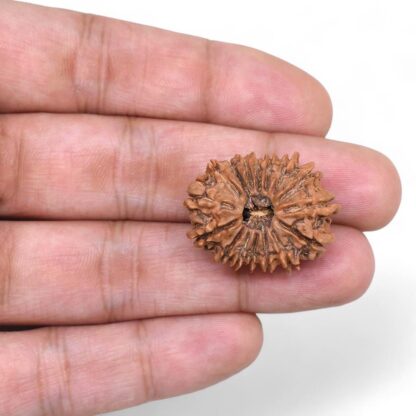 16-Mukhi-Rudraksha-Nepal-2-Hand