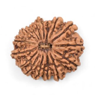 16-Mukhi-Rudraksha-Nepal-3