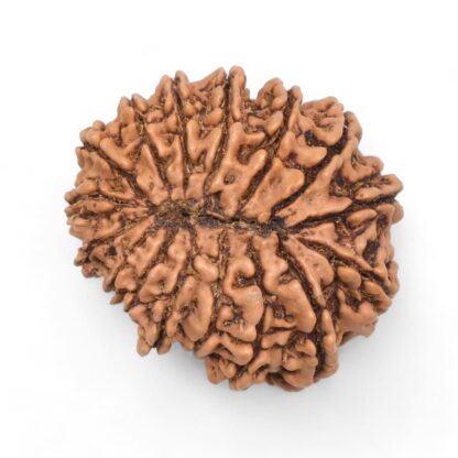 16-Mukhi-Rudraksha-Nepal-3-Back