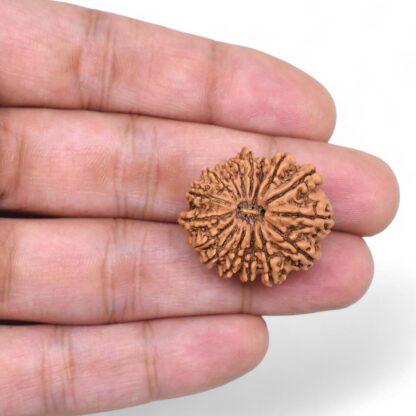 16-Mukhi-Rudraksha-Nepal-3-Hand