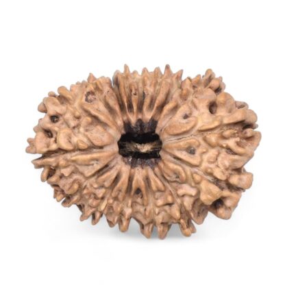 16-Mukhi-Rudraksha-Nepal-4