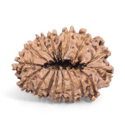 16-Mukhi-Rudraksha-Nepal-4-Back