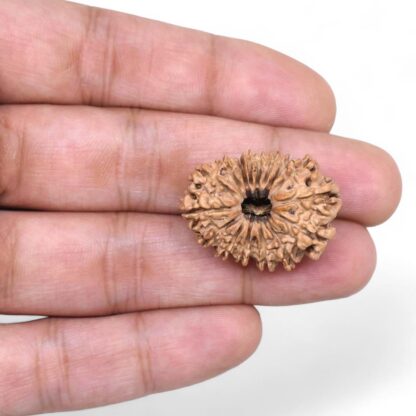 16-Mukhi-Rudraksha-Nepal-4-Hand