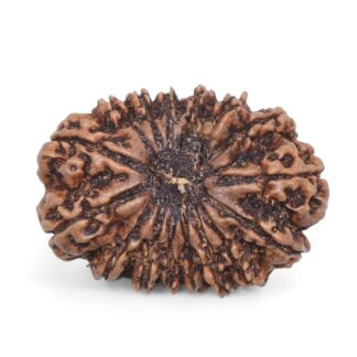 16-Mukhi-Rudraksha-Nepal-5