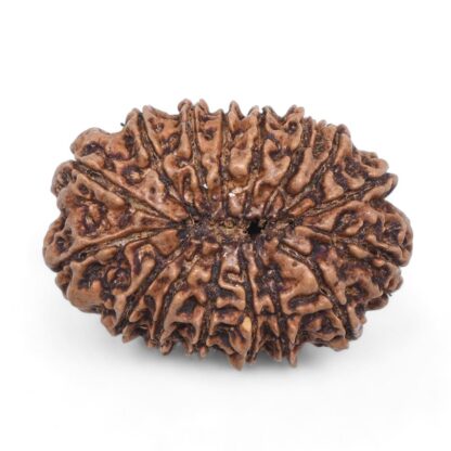 16-Mukhi-Rudraksha-Nepal-5-Back