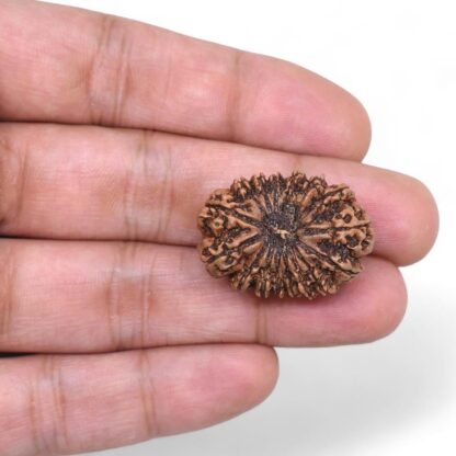 16-Mukhi-Rudraksha-Nepal-5-Hand