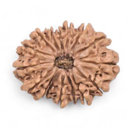 16-Mukhi-Rudraksha-Nepal-6