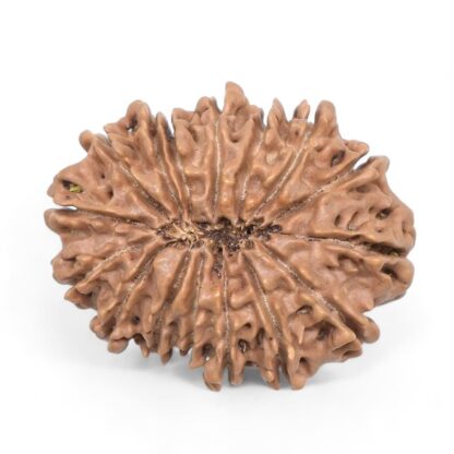 16-Mukhi-Rudraksha-Nepal-6-Back