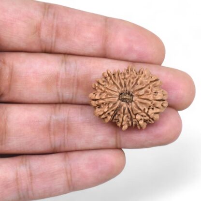 16-Mukhi-Rudraksha-Nepal-6-Hand