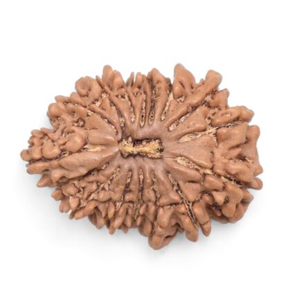 16-Mukhi-Rudraksha-Nepal-7