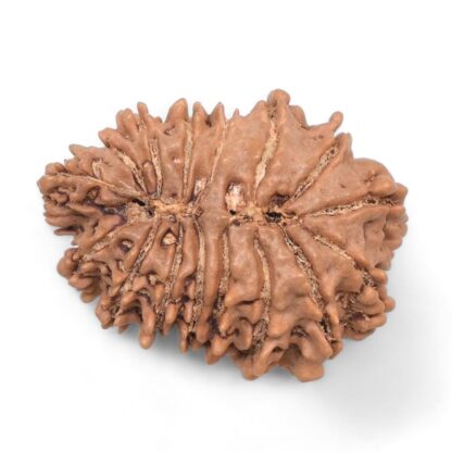 16-Mukhi-Rudraksha-Nepal-7-Back