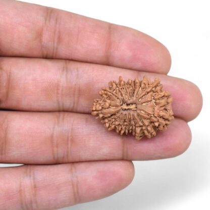 16-Mukhi-Rudraksha-Nepal-7-Hand