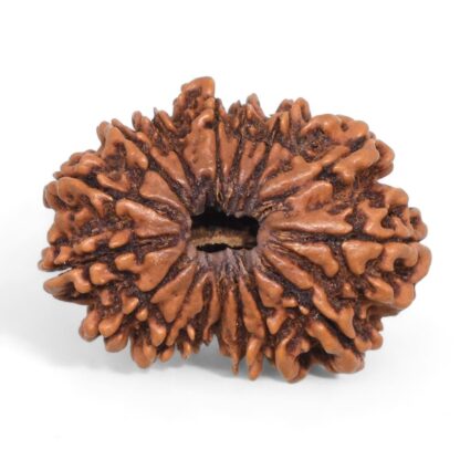 16-Mukhi-Rudraksha-Nepal-8