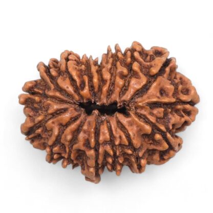 16-Mukhi-Rudraksha-Nepal-8-Back