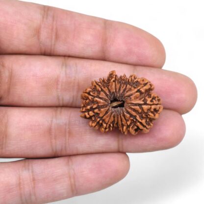 16-Mukhi-Rudraksha-Nepal-8-Hand