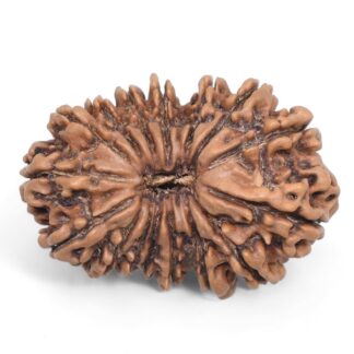 16-Mukhi-Rudraksha-Nepal-9