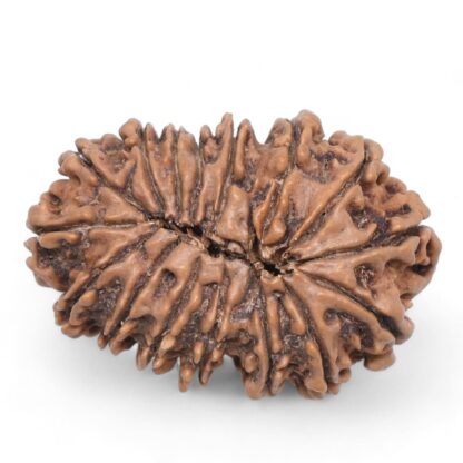 16-Mukhi-Rudraksha-Nepal-9-Back