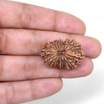 16-Mukhi-Rudraksha-Nepal-9-Hand