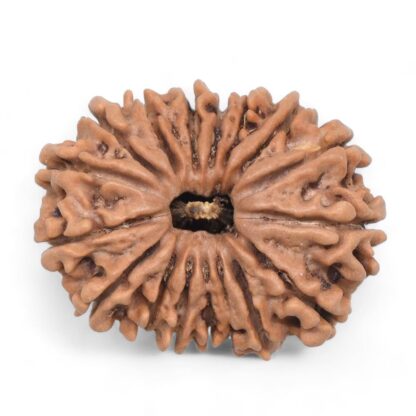 17-Mukhi-Rudraksha-Nepal-1