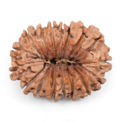 17-Mukhi-Rudraksha-Nepal-1-Back