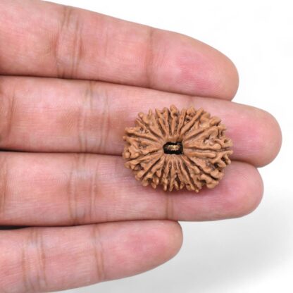 17-Mukhi-Rudraksha-Nepal-1-Hand