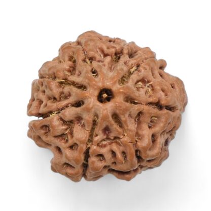 Ganesha-Rudraksha-Nepal-1