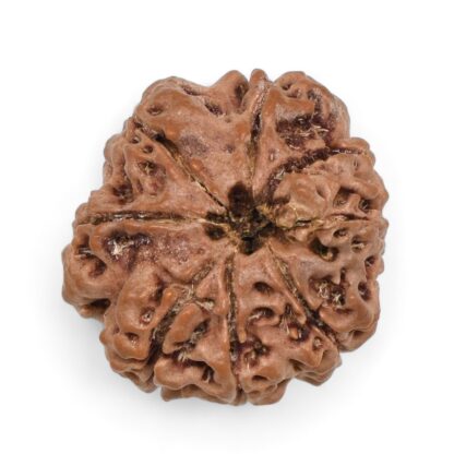 Ganesha-Rudraksha-Nepal-1-Back