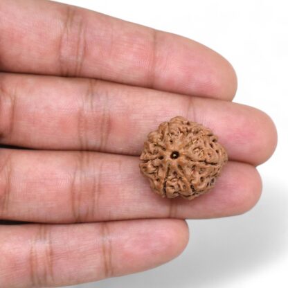 Ganesha-Rudraksha-Nepal-1-Hand