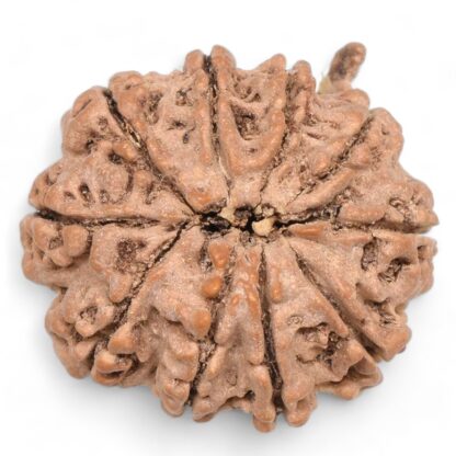 Ganesha-Rudraksha-Nepal-10-Back