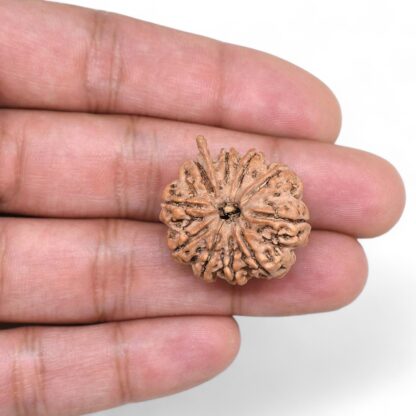 Ganesha-Rudraksha-Nepal-10-Hand