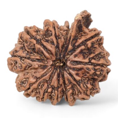 Ganesha-Rudraksha-Nepal-11