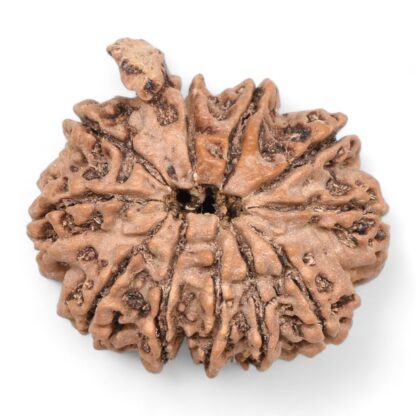 Ganesha-Rudraksha-Nepal-11-Back