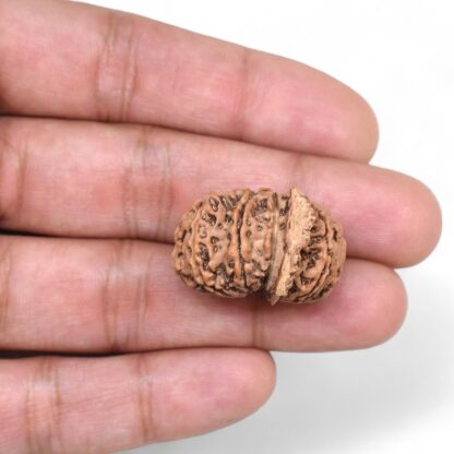 Ganesha-Rudraksha-Nepal-11-Hand