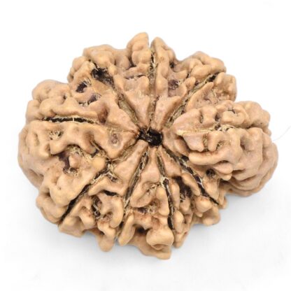 Ganesha-Rudraksha-Nepal-12-Back