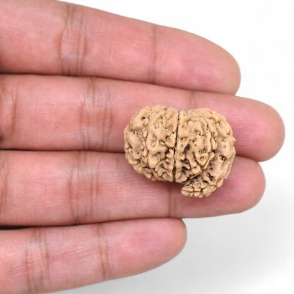 Ganesha-Rudraksha-Nepal-12-Hand