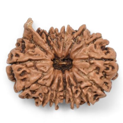 Ganesha-Rudraksha-Nepal-13