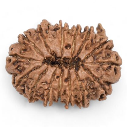 Ganesha-Rudraksha-Nepal-13-Back