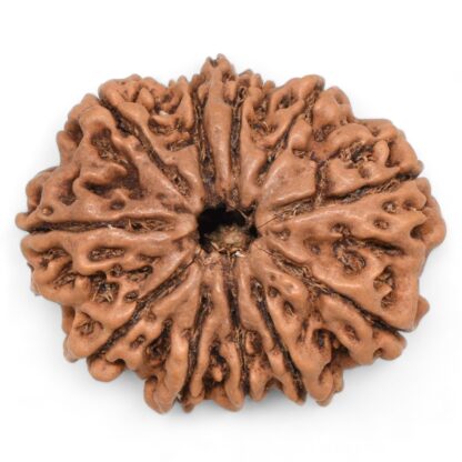 Ganesha-Rudraksha-Nepal-14