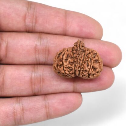 Ganesha-Rudraksha-Nepal-14-Hand