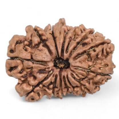 Ganesha-Rudraksha-Nepal-15