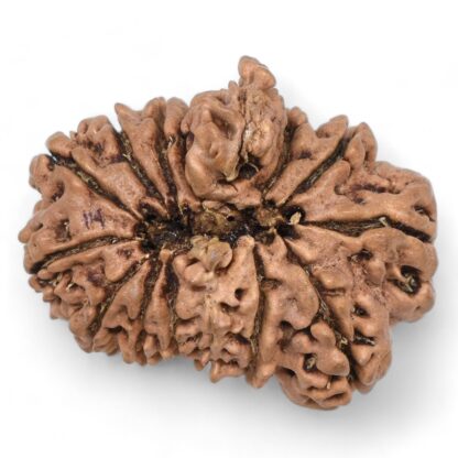 Ganesha-Rudraksha-Nepal-15-Back