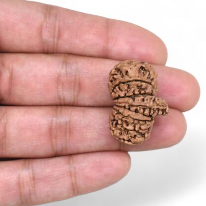 Ganesha-Rudraksha-Nepal-15-Hand