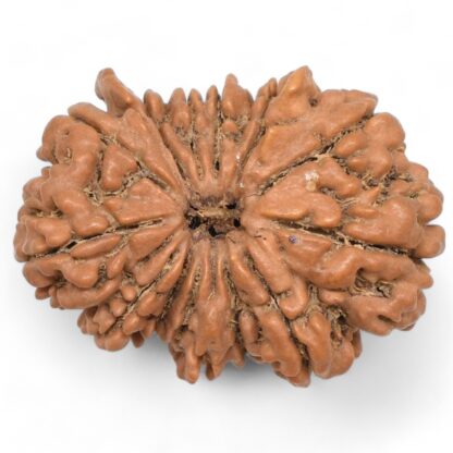 Ganesha-Rudraksha-Nepal-16