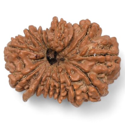 Ganesha-Rudraksha-Nepal-16-Back