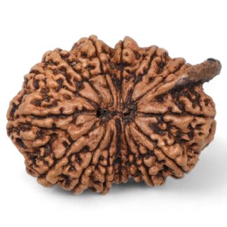 Ganesha-Rudraksha-Nepal-17