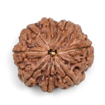 Ganesha-Rudraksha-Nepal-2