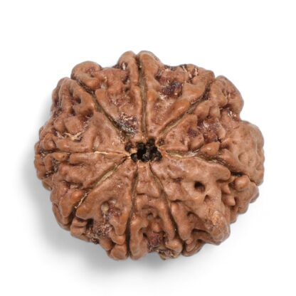 Ganesha-Rudraksha-Nepal-2-Back