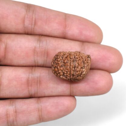 Ganesha-Rudraksha-Nepal-2-Hand